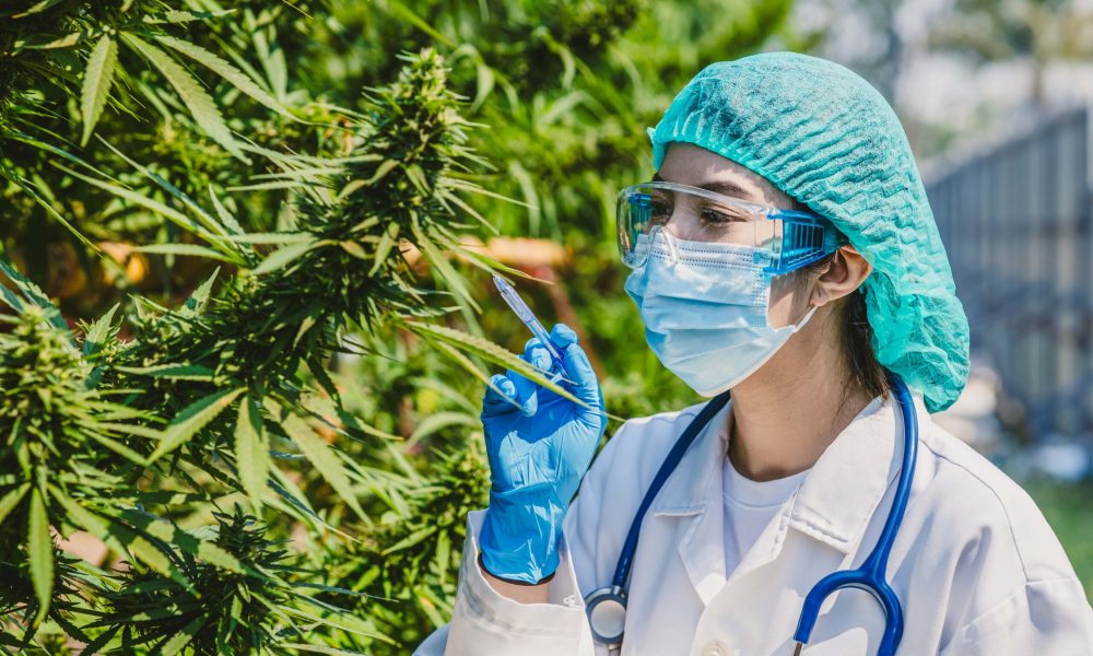 scientist-doctor-working-in-hemp-cannabis-farm-for-2025-04-09-14-56-38-utc-min
